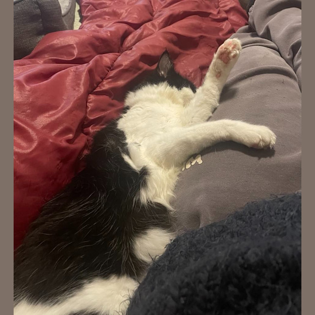Photo of Roxy
