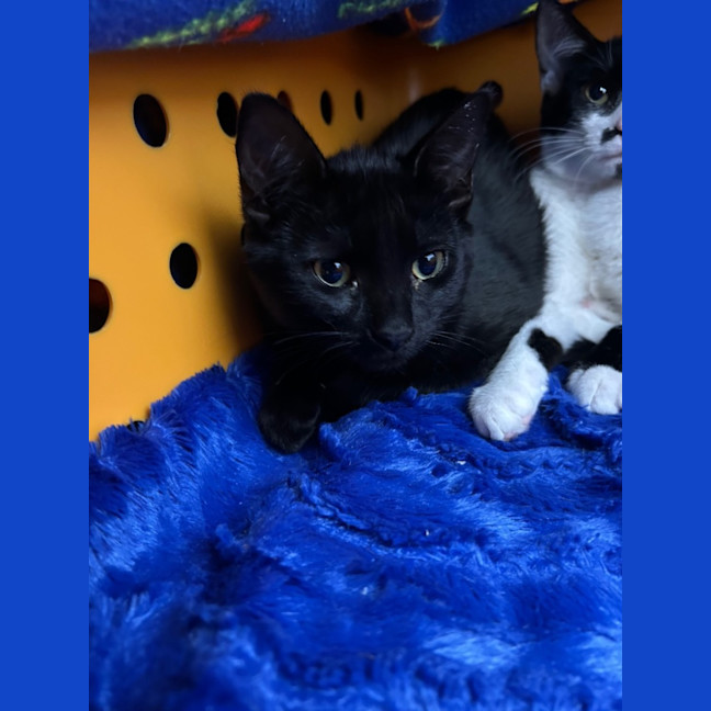 Photo of Detroit, Louisiana And Phoenix Arizona