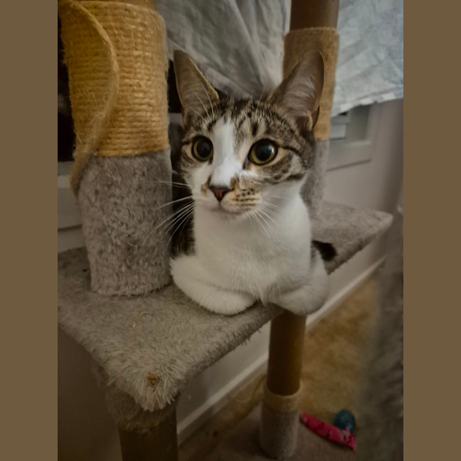 Photo of Rome **2nd Chance Cat Rescue**