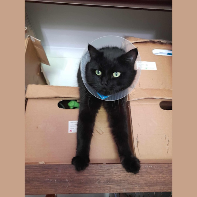 Photo of Yam *9 Lives Project Rescue*