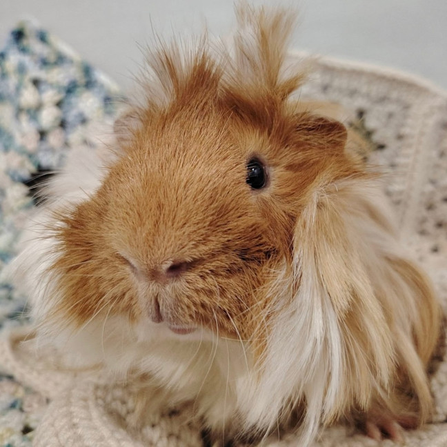 Photo of Tofu & Brownie Boy