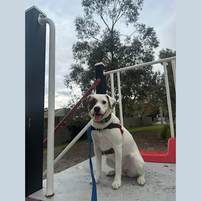 Photo of Sheba