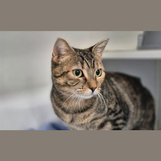 Photo of Pumpkin