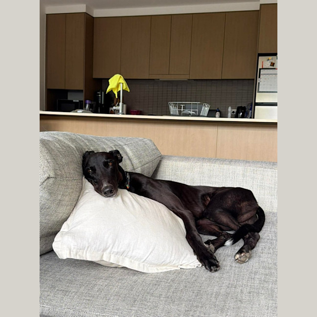 Photo of Frankie, The Greyhound 