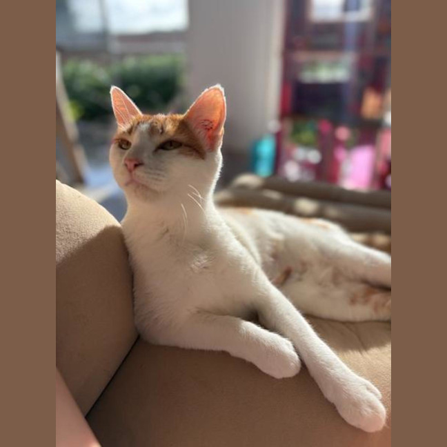Photo of Nova