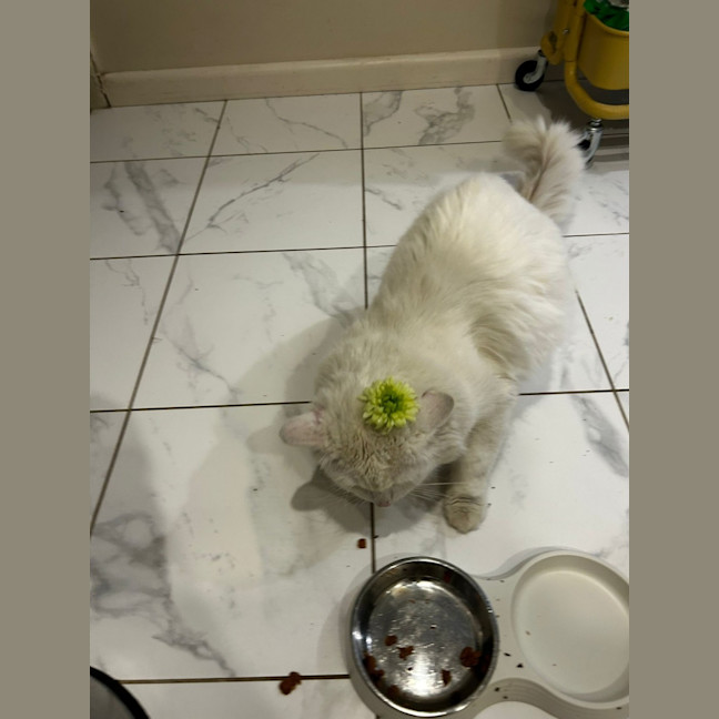 Photo of Bojangles