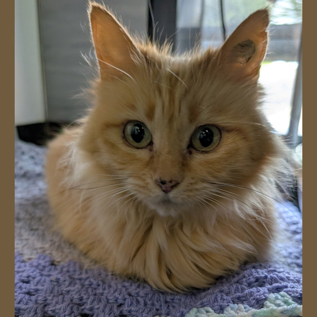 Photo of Snuggle Muffin