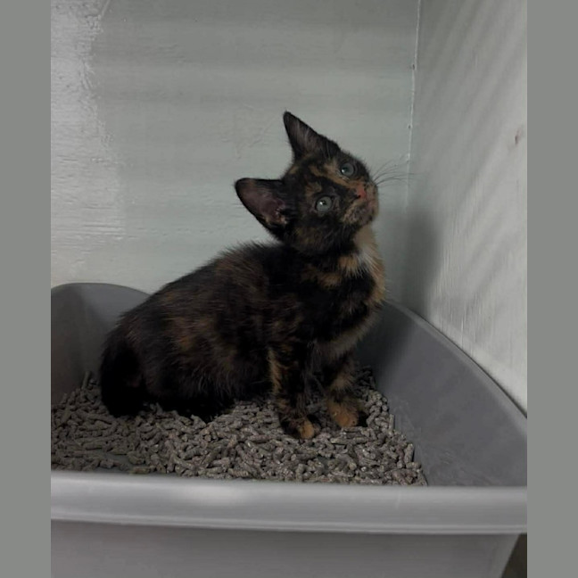 Photo of Belle