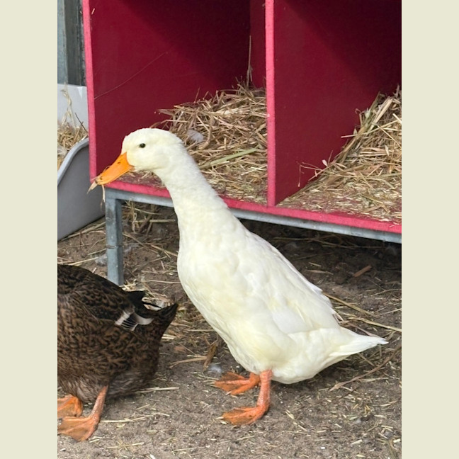 Photo of Starwars Quackers