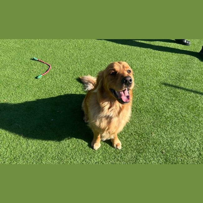 Photo of Rover