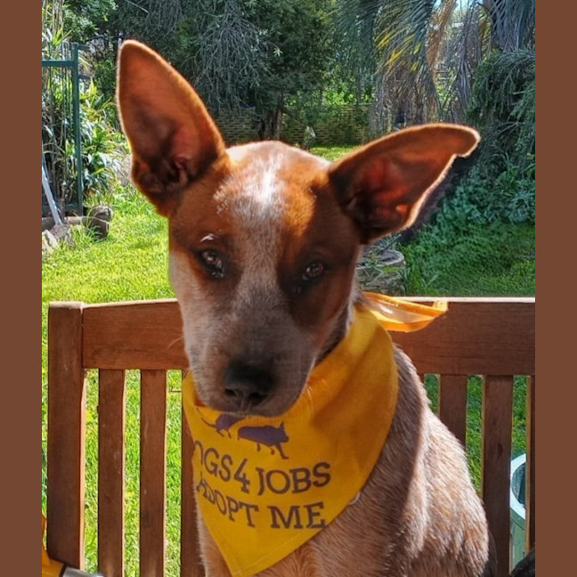 Photo of Pippin