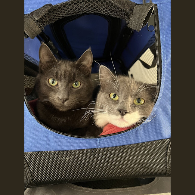 Photo of Ash (Bonded To Lyra)