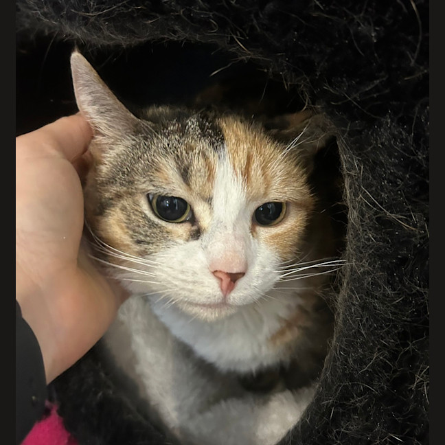 Photo of Tigerlily