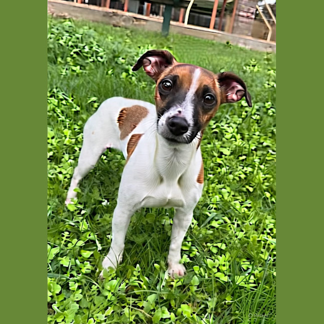 Photo of Marlie