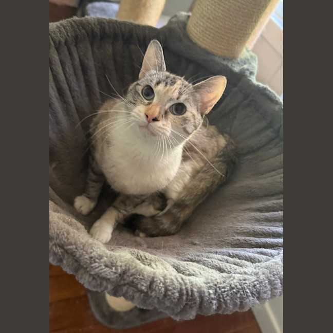 Photo of Violet