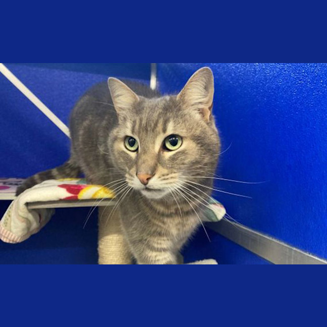 Photo of Smokey