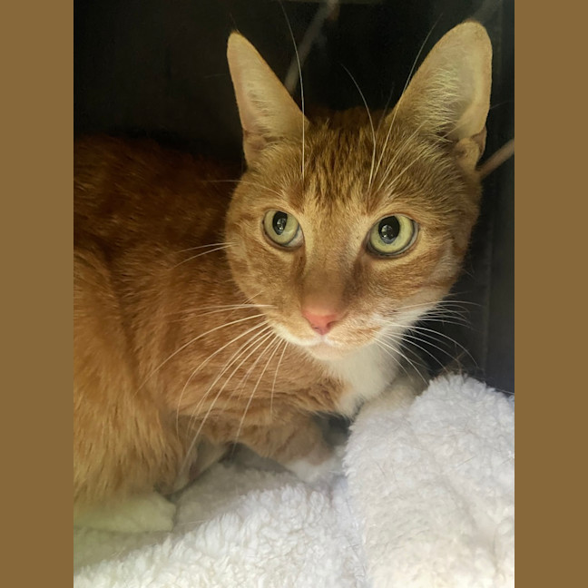 Photo of Charlie (Bonded With Timmy)