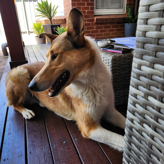Photo of Jock