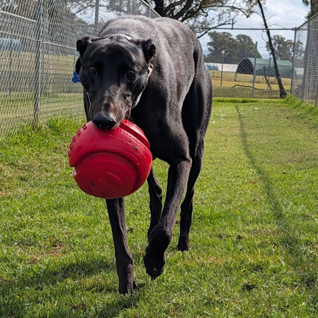 Photo of Cooper The Greyhound
