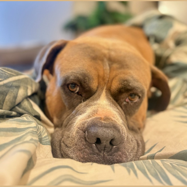 Photo of Boss
