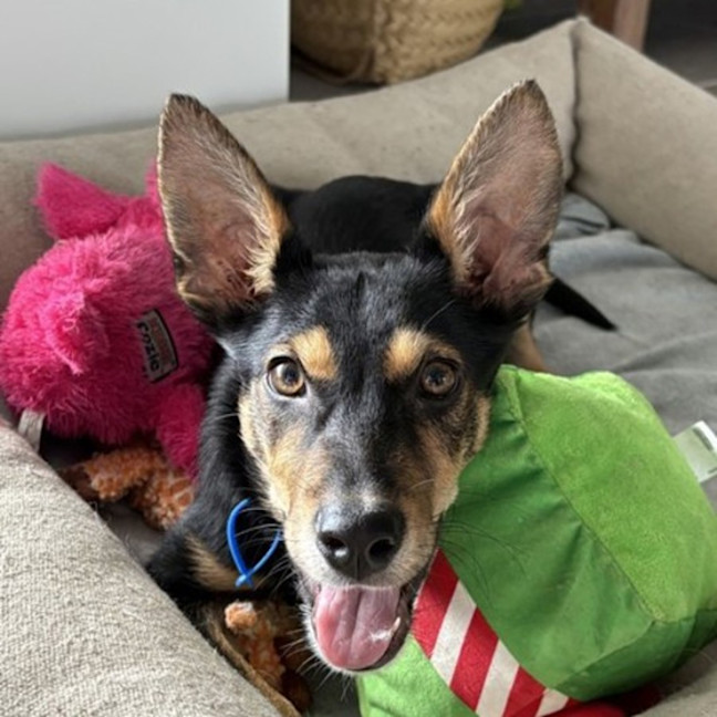 Photo of Midge