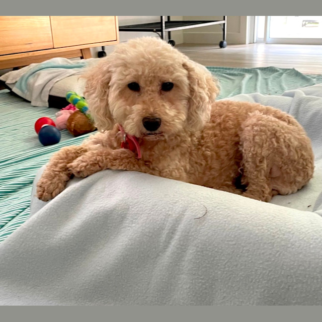 Photo of Sweet Little Lily