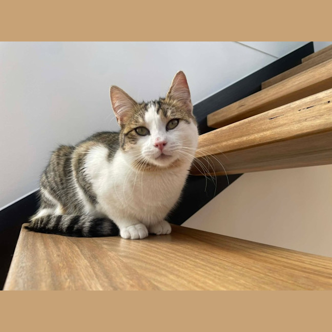 Photo of Miso   In Foster Care In Macleod