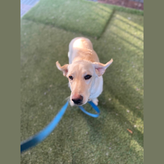 Photo of Honey