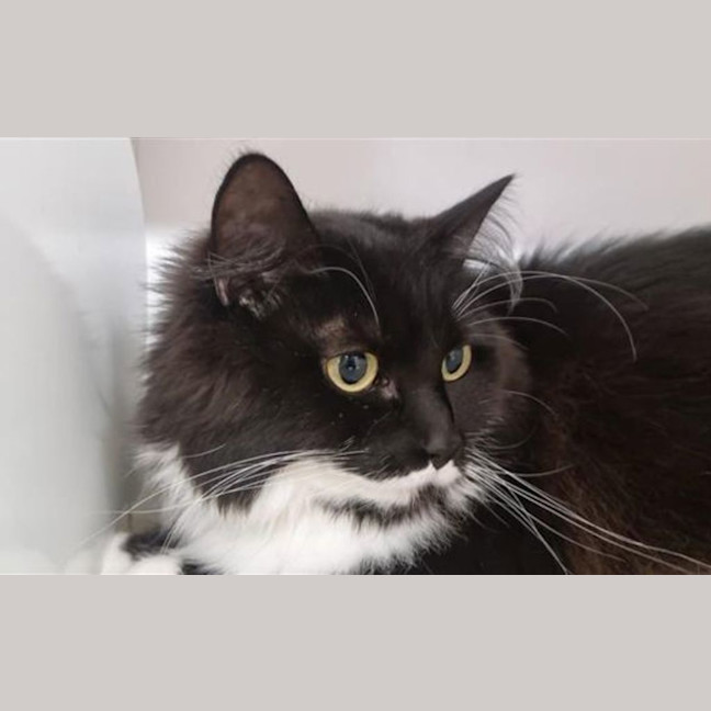 Photo of Micia