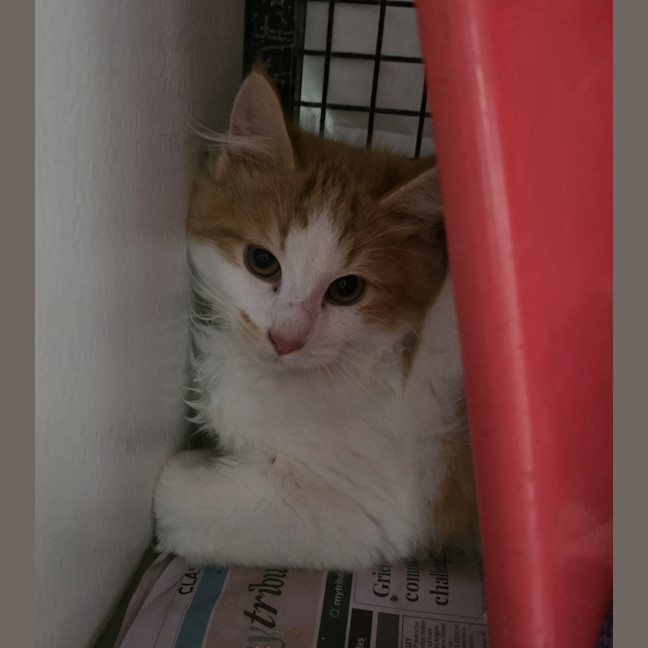 Photo of Banjo