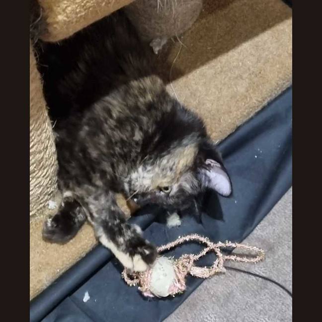 Photo of Dolly