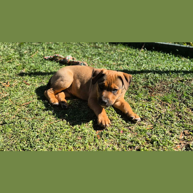 Photo of Schnitzel