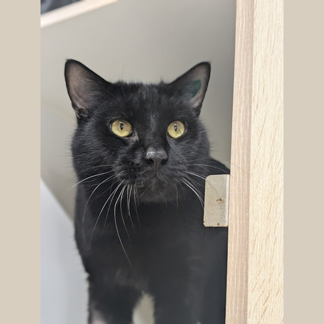 Photo of 🕶 Panther 6327 🕶