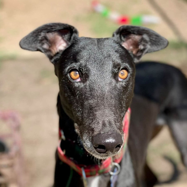 Photo of Banjo The Greyhound