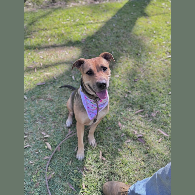 Photo of Mali *$250 Adoption Fee*