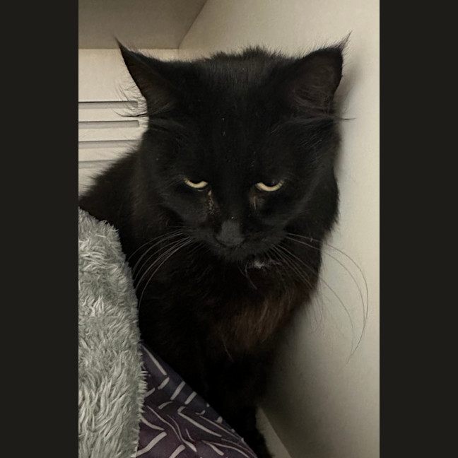 Photo of Cinder