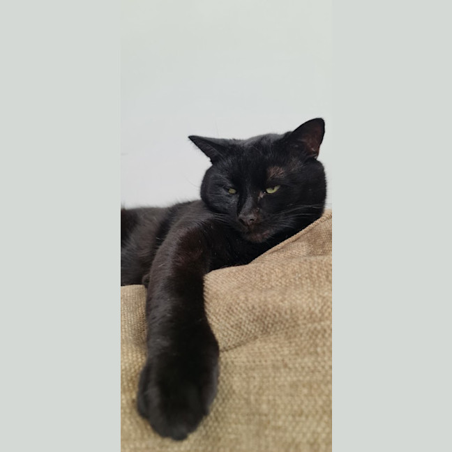 Photo of Basil Sta012346