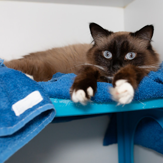 Photo of Luna