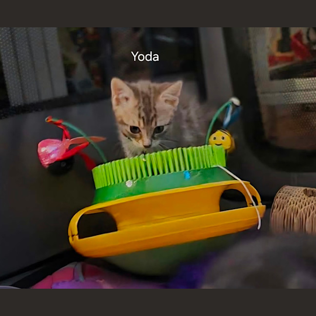 Photo of Yoda