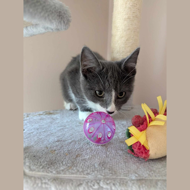 Photo of Bamm Bamm Flintstone