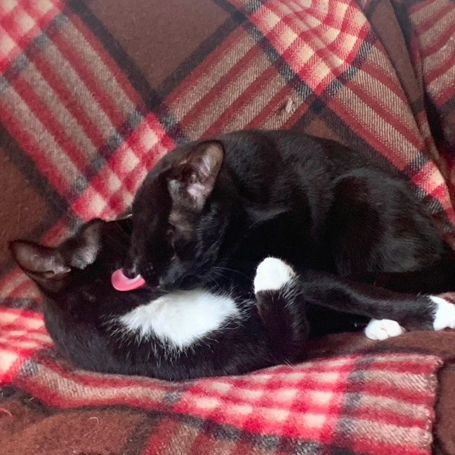 Photo of Blaire & Atlas 