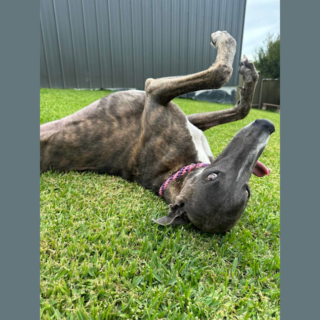 Photo of Zoe, The 1year Old Greyhound