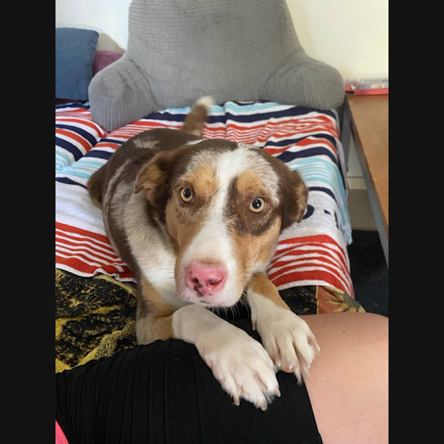Photo of Bella