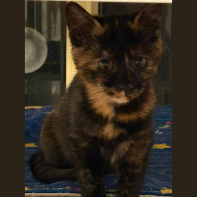 Photo of Luna 