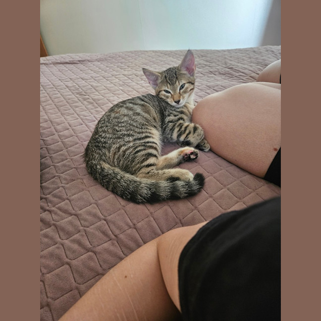 Photo of Gizmo