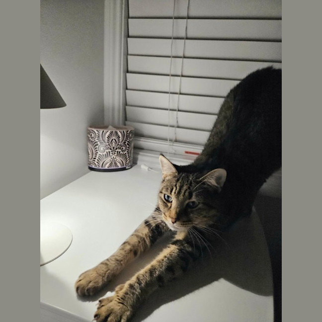 Photo of Shadow