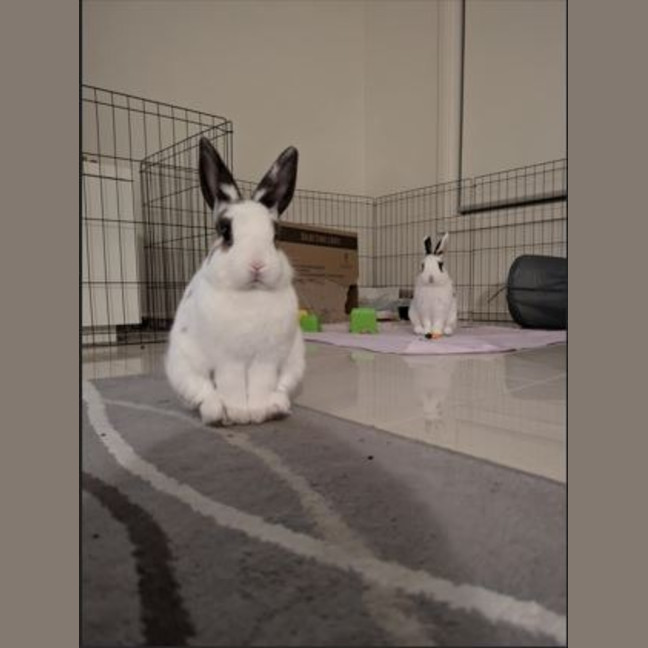 Photo of Atticus