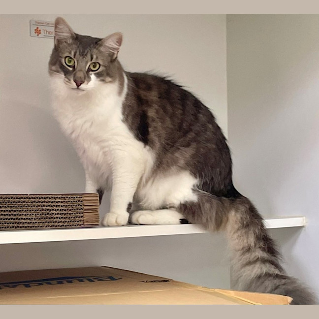 Photo of Gandalf (9084)