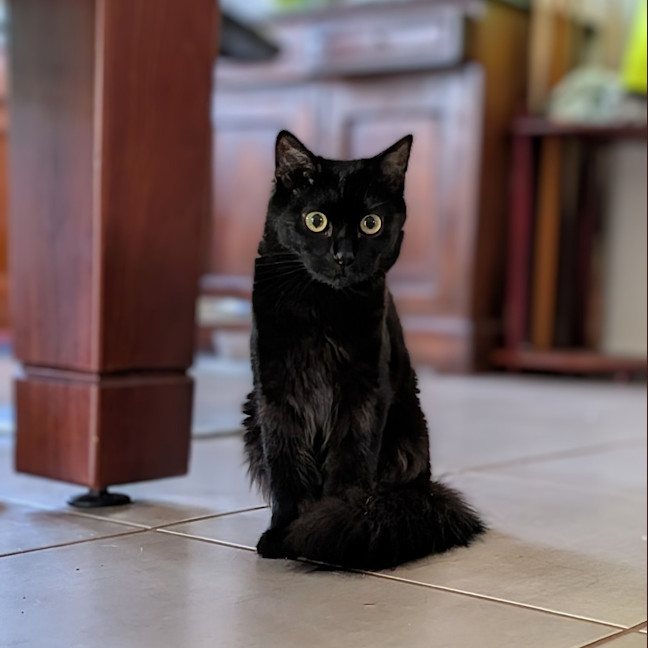 Photo of Cinder