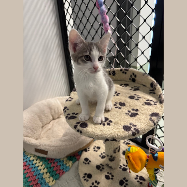 Photo of Captain Hook